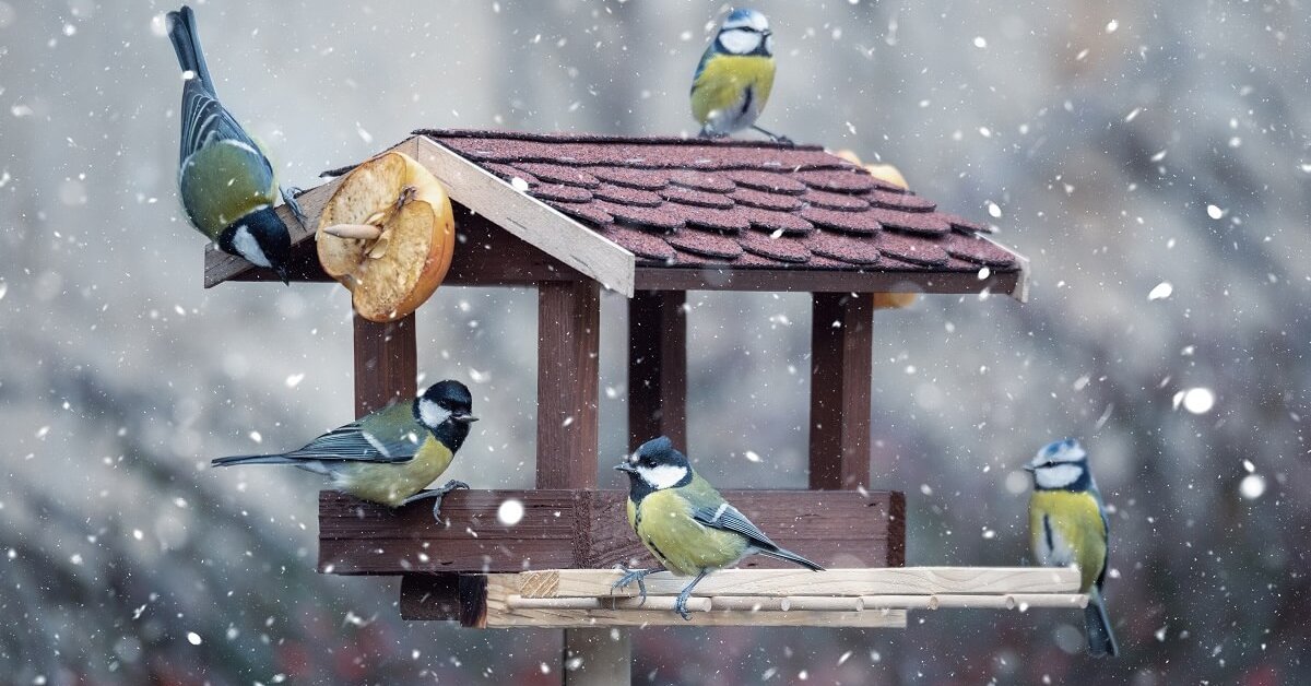 Кормление птиц зимой: зачем это нужно и как правильно